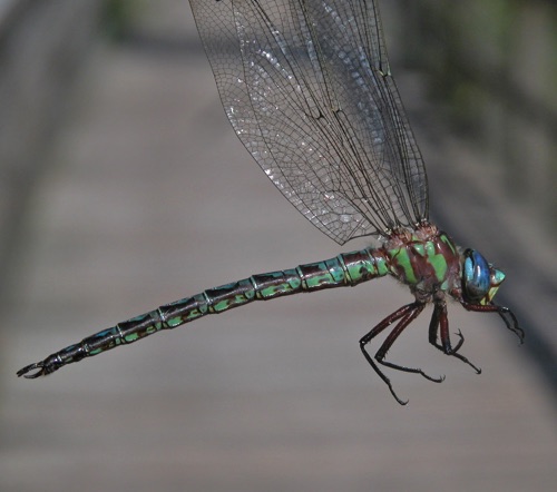 Male
2003_07_11_Lowndes